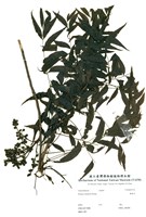 藏品(黃連木)的圖片